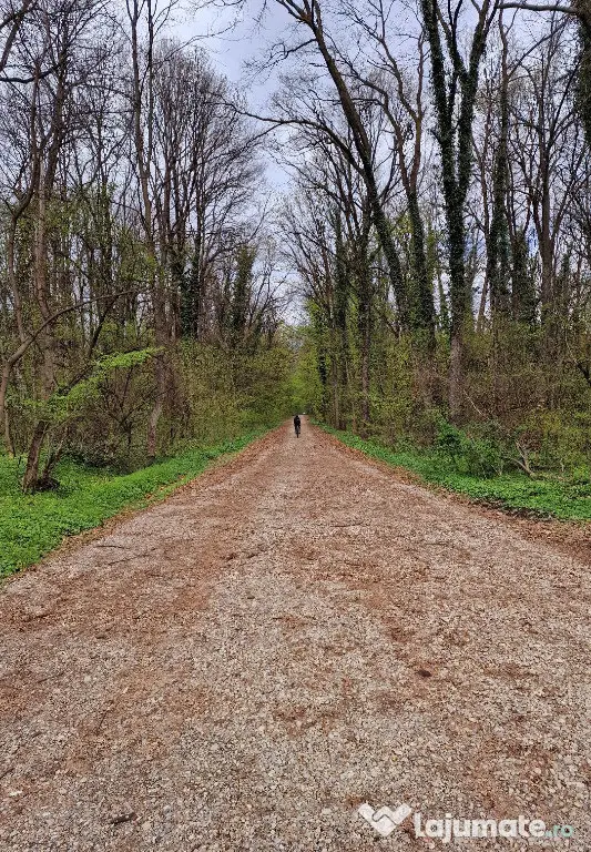Teren intravilan 12000mp - Padurea Baneasa - Bucuresti (Bucuresti-Ilfov)