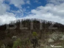 Vand 2 hectare de pădure de Stejar, Carmazanesti