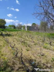 Teren intravilan 3.250 mp în Filești – Ideal pentru c... 