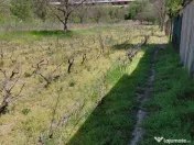 Teren intravilan 3.250 mp în Filești – Ideal pentru c... 