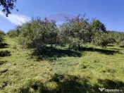 Teren intravilan in Remetea Chioarului 