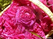 TEREN extravilan- 6 E/MP- CU PLANTATIE DE TRANDAFIRI! Tel... 