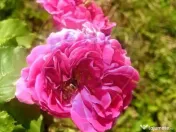 TEREN extravilan- 6 E/MP- CU PLANTATIE DE TRANDAFIRI! Tel... 