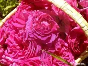 TEREN extravilan- 6 E/MP- CU PLANTATIE DE TRANDAFIRI! Tel... 