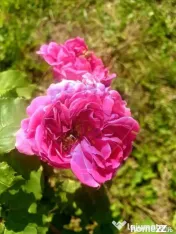 TEREN extravilan- 6 E/MP- CU PLANTATIE DE TRANDAFIRI! Tel...