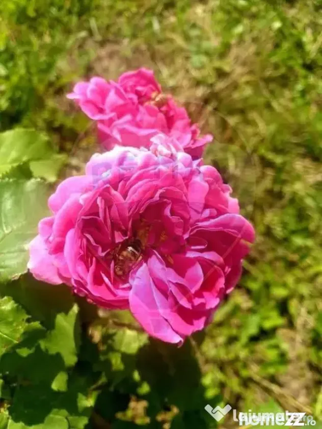 TEREN extravilan- 6 E/MP- CU PLANTATIE DE TRANDAFIRI! Tel...