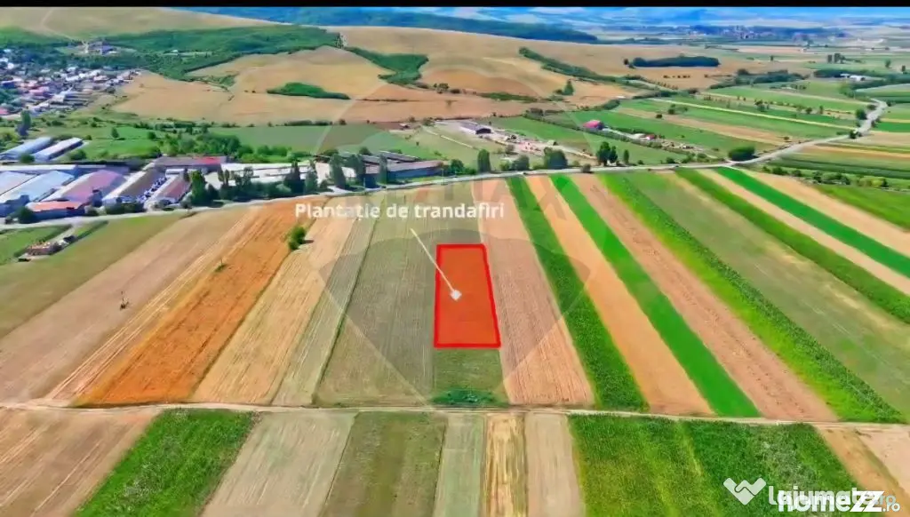 TEREN extravilan- 6 E/MP- CU PLANTATIE DE TRANDAFIRI! Tel...