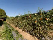 Casa visurilor cu livada roditoare si gradina amenajata 