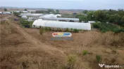 Solare Flori si Legume - Bujori 