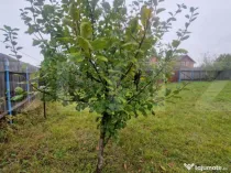 Teren Intravilan Harman cu utilitati , ingradit si casauta d