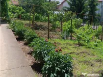 Copou Vila P M Su.165mp Teren 1000mp vecin cu limita Gradina