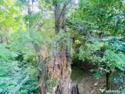 Teren central de vânzare 