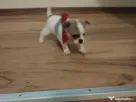 Pui Chiuhuahua de vanzare