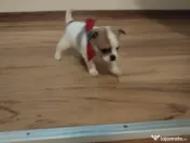 Pui Chiuhuahua de vanzare 