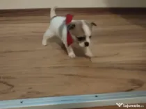 Pui Chiuhuahua de vanzare