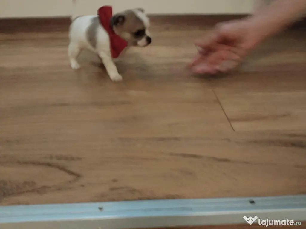 Pui Chiuhuahua de vanzare