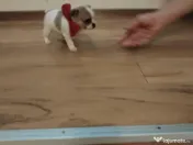 Pui Chiuhuahua de vanzare 