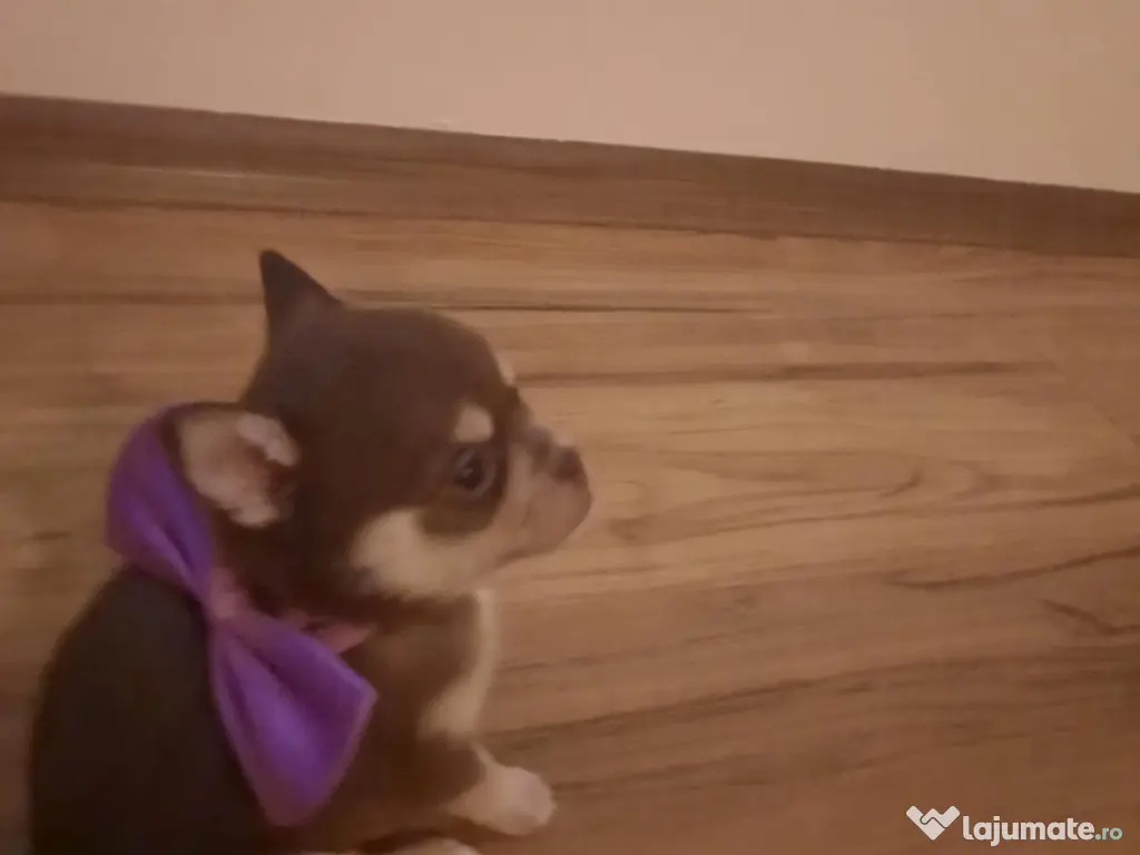 Pui Chiuhuahua de vanzare