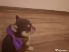 Pui Chiuhuahua de vanzare