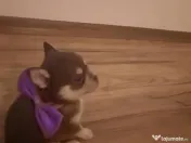 Pui Chiuhuahua de vanzare 
