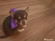 Pui Chiuhuahua de vanzare 