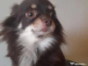 Pui Chiuhuahua de vanzare 