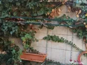 Casa individuala + curte proprie P+M, zona Panduri/Drumul Sa 