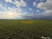 TEREN INTRAVILAN 24457 MP | 80 ML FRONT STRADAL | ORADEA | B 