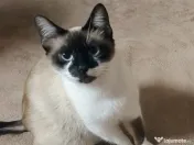 Pisici siameze de rasa 