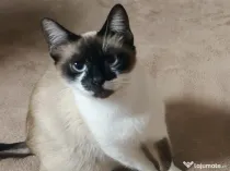 Pisici siameze de rasa