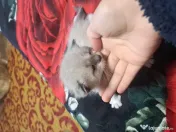 Pisici siameze de rasa 