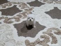 Bichon maltez toy