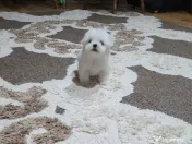 Bichon maltez toy 