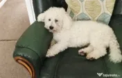 Bichon maltez toy 