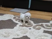 Bichon maltez toy 
