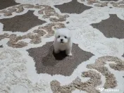 Bichon maltez toy 