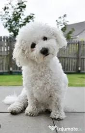 Bichon maltez toy 