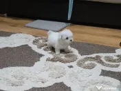 Bichon maltez toy 