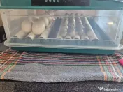 Incubator oua cu capacitate de 36 oua (gaina) si rotire automata 