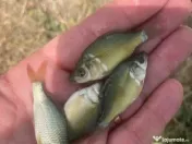 Puiet peste pt populare lac iaz helesteu balta 