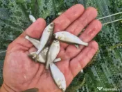 Puiet peste pt populare lac iaz helesteu balta 