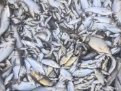 Puiet de peste pt populare iaz helesteu lac balta 