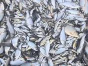 Puiet de peste pt populare iaz helesteu lac balta 