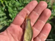 Puiet de peste pt populare iaz helesteu lac balta 