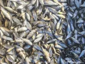 Puiet de peste pt populare iaz helesteu lac balta 