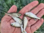 Puiet de peste pt populare iaz helesteu lac balta 