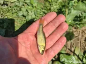 Puiet de peste pt populare iaz helesteu lac balta 