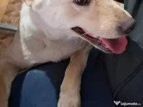 Donez catelusa 10 luni, sterilizata, talie medie