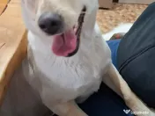 Donez catelusa 10 luni, sterilizata, talie medie 