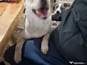 Donez catelusa 10 luni, sterilizata, talie medie 